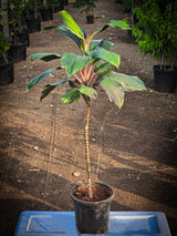Cordyline fruticosa 5