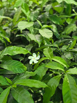 Crape jasmine - D