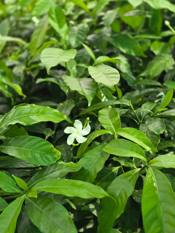 Crape jasmine - D