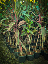 Cordyline fruticosa 6