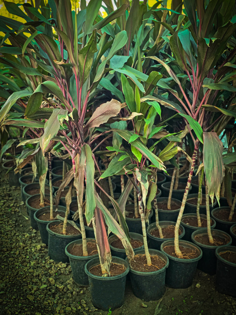 Cordyline fruticosa 6
