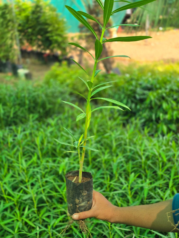 Oleander