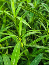 Oleander
