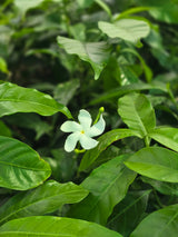 Crape jasmine - D
