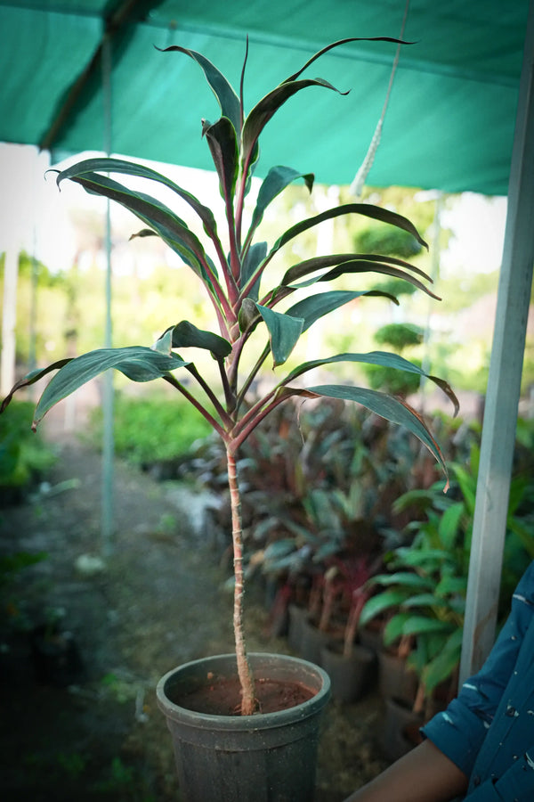 Cordyline fruticosa 7
