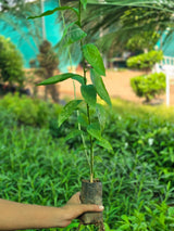 Claimbing jasmine