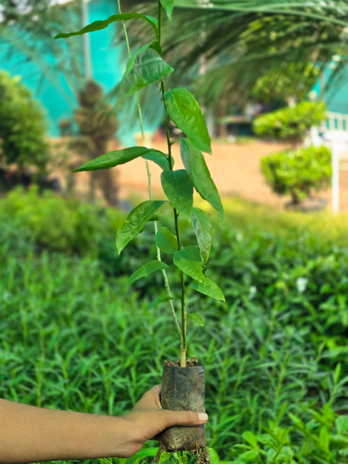 Claimbing jasmine