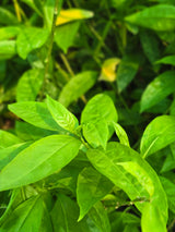 Claimbing jasmine