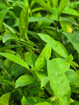 Claimbing jasmine
