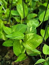 Golden Pothos