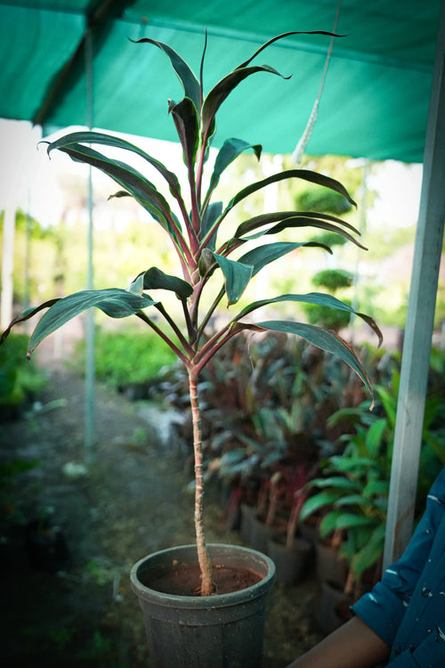 Cordyline fruticosa 7