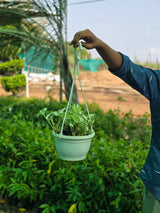 N_Joy Money Plant