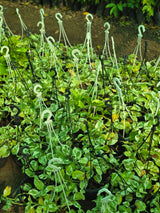 N_Joy Money Plant