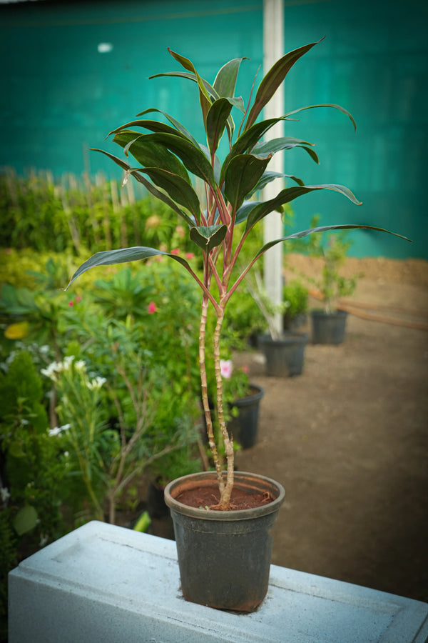 Cordyline fruticosa 9