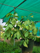 Dwarf Umbrella Tree - D