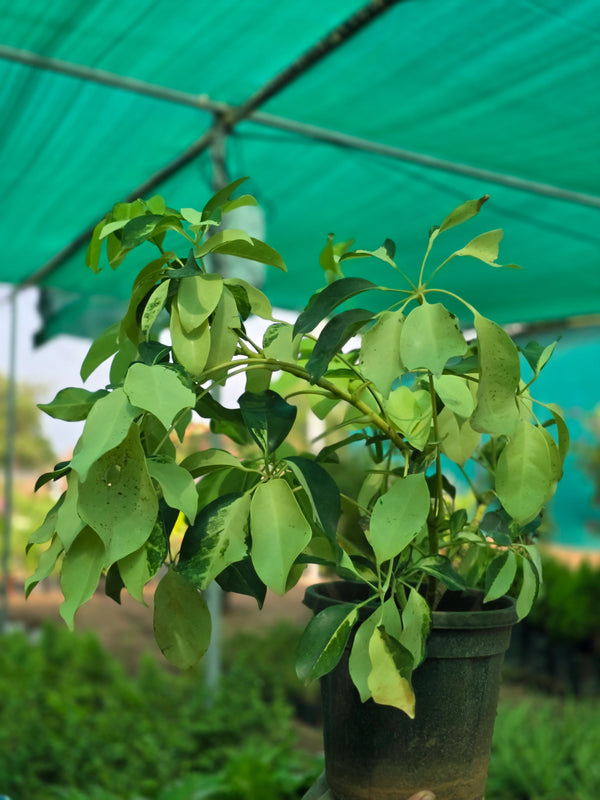 Dwarf Umbrella Tree - D