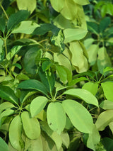 Dwarf Umbrella Tree - D