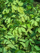 Dwarf Umbrella Tree - D