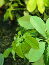 Dwarf Umbrella Tree - D