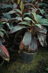 Cordyline fruticosa 10