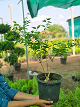 Orange Jasmine