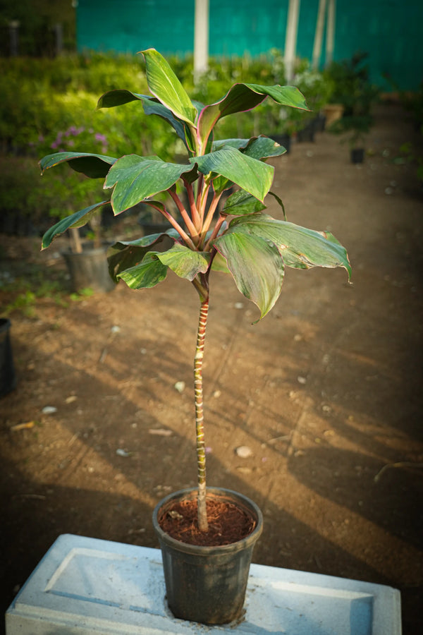 Cordyline fruticosa 11