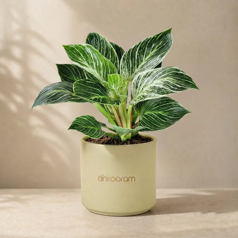 Philodendron Birkin