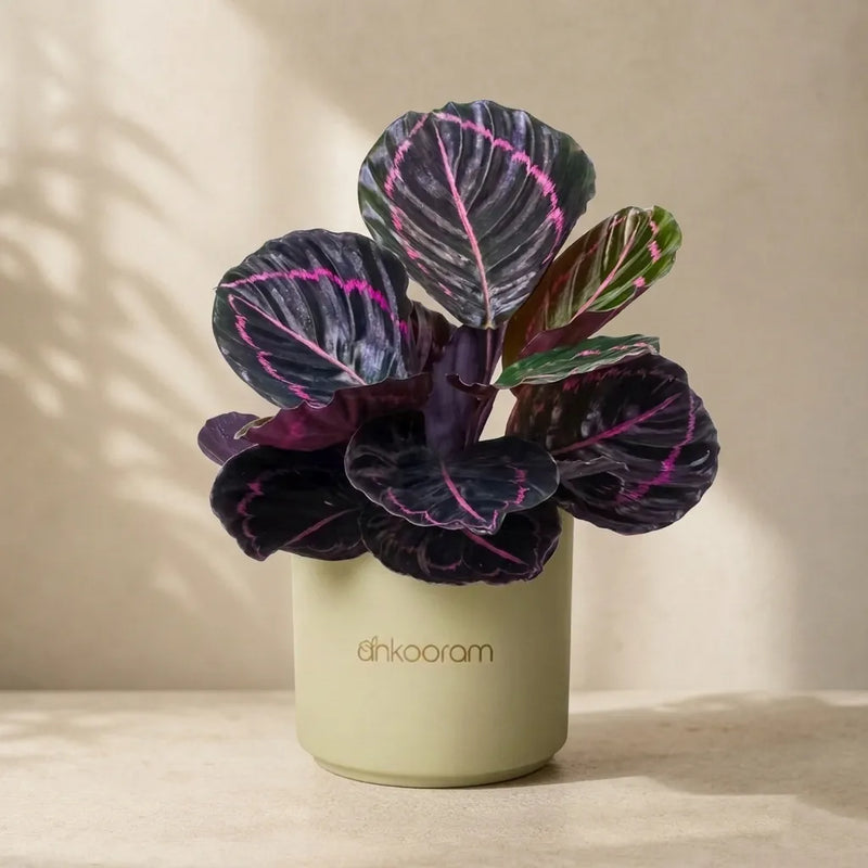 Calathea Dottie