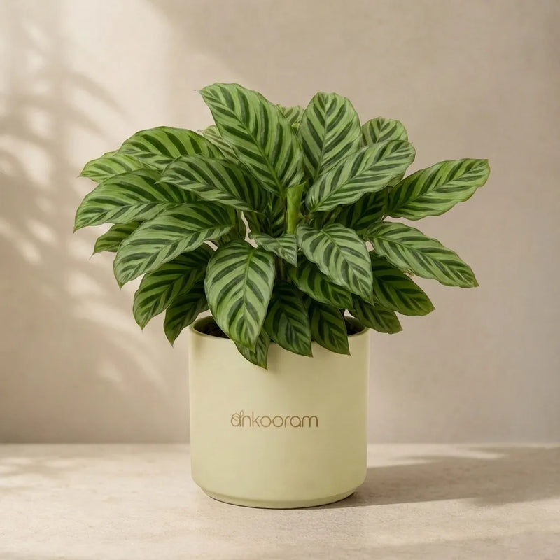 Calathea Freddie