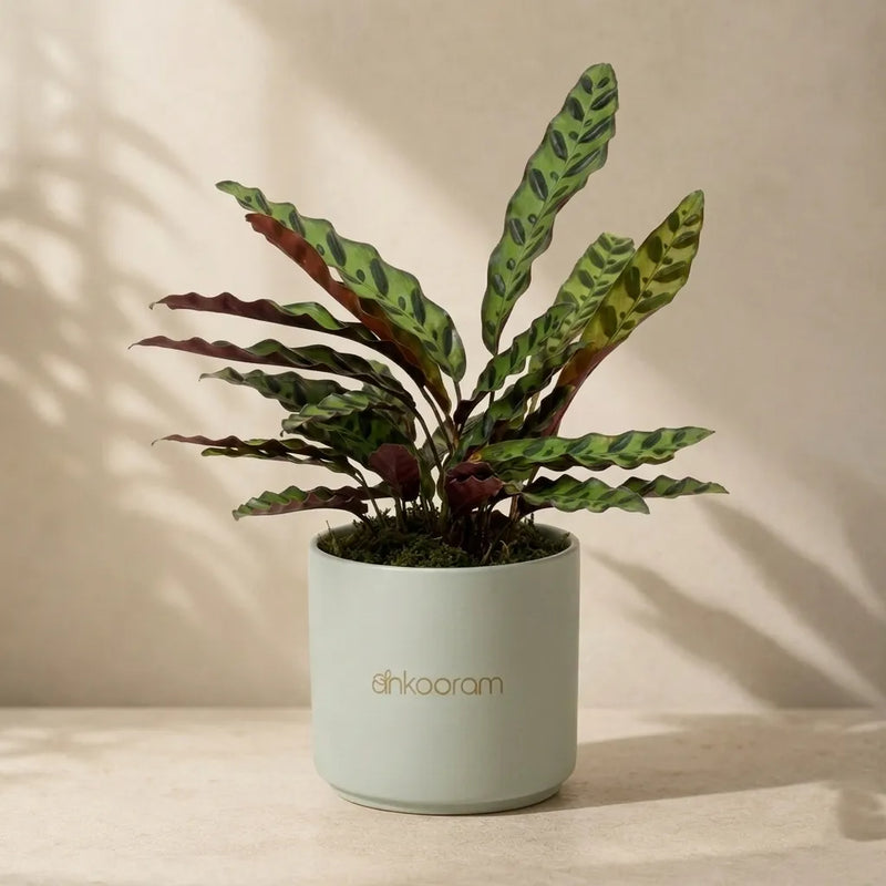 Calathea Rattlesnake
