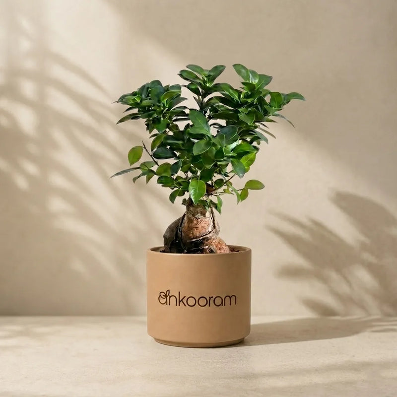 Bonsai Plant