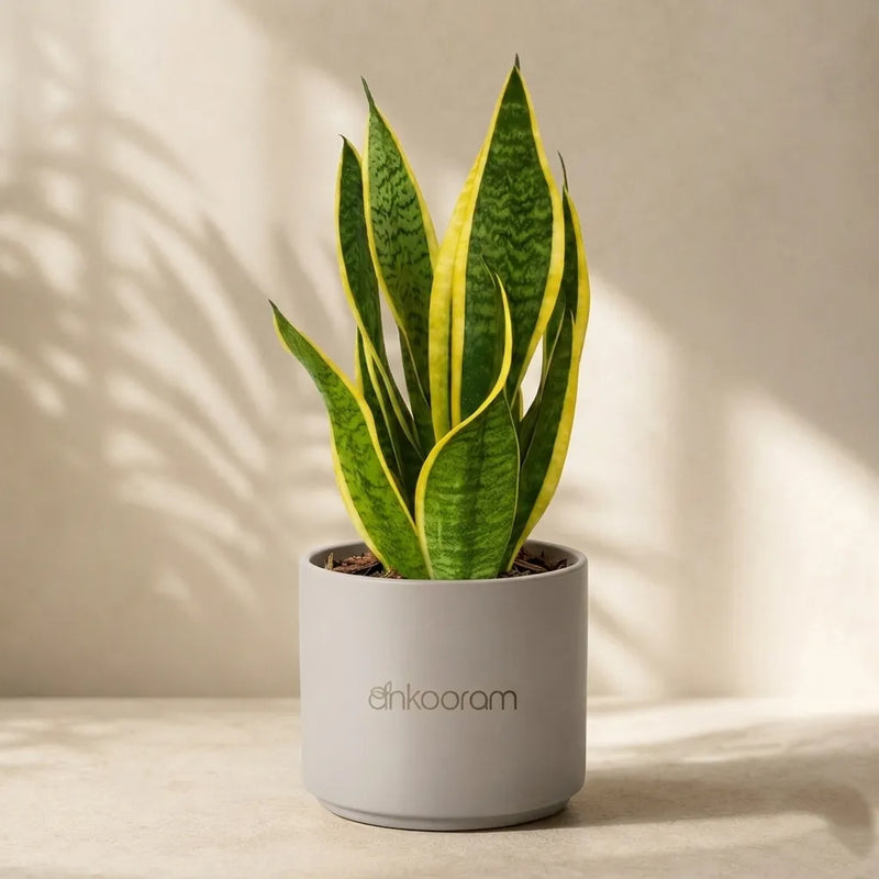 Snake Plant Sansevieria