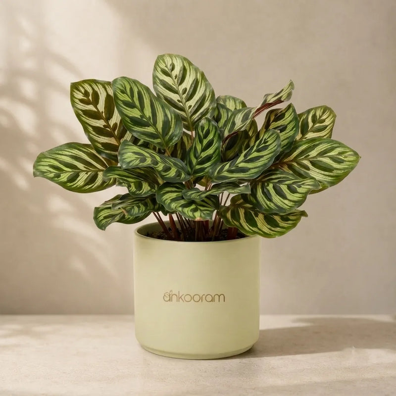 Calathea Makoyana