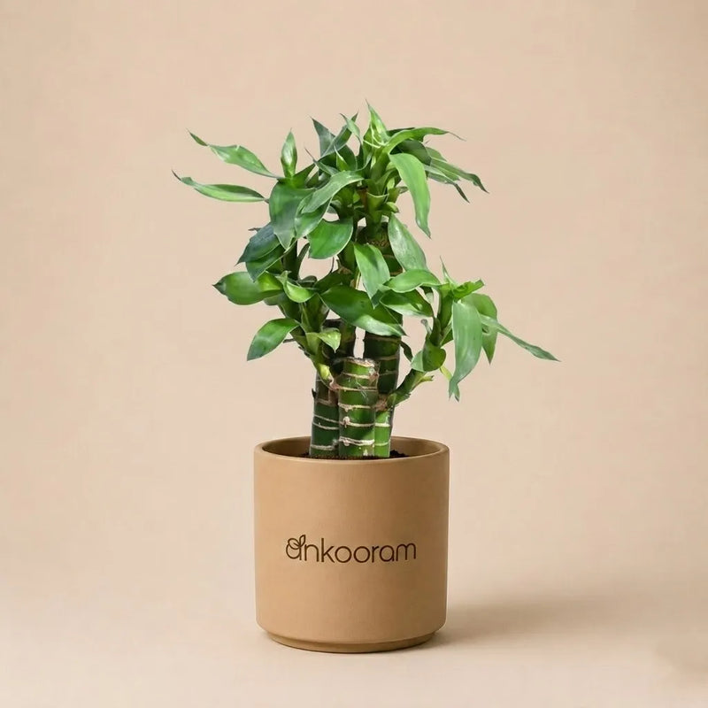 Lotus Bamboo Plant (3 Sticks)