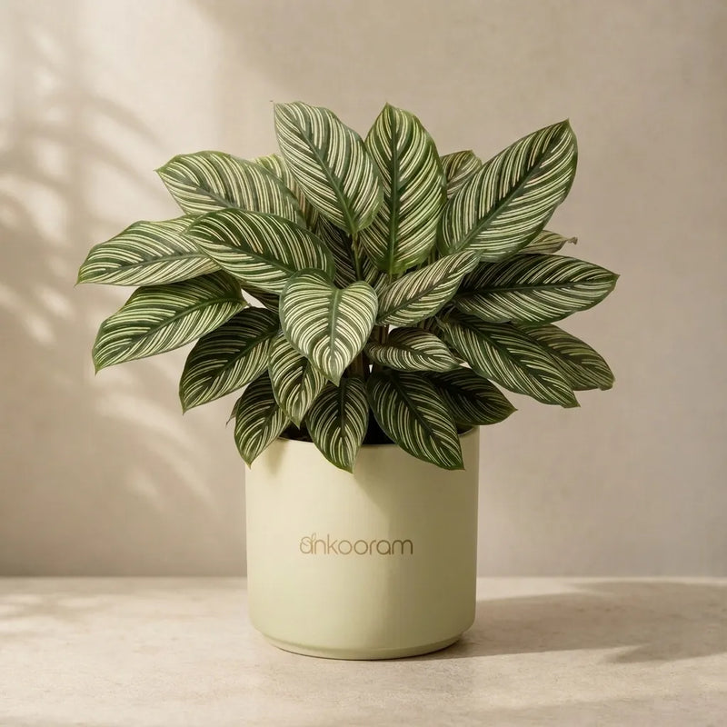 Calathea Ornata