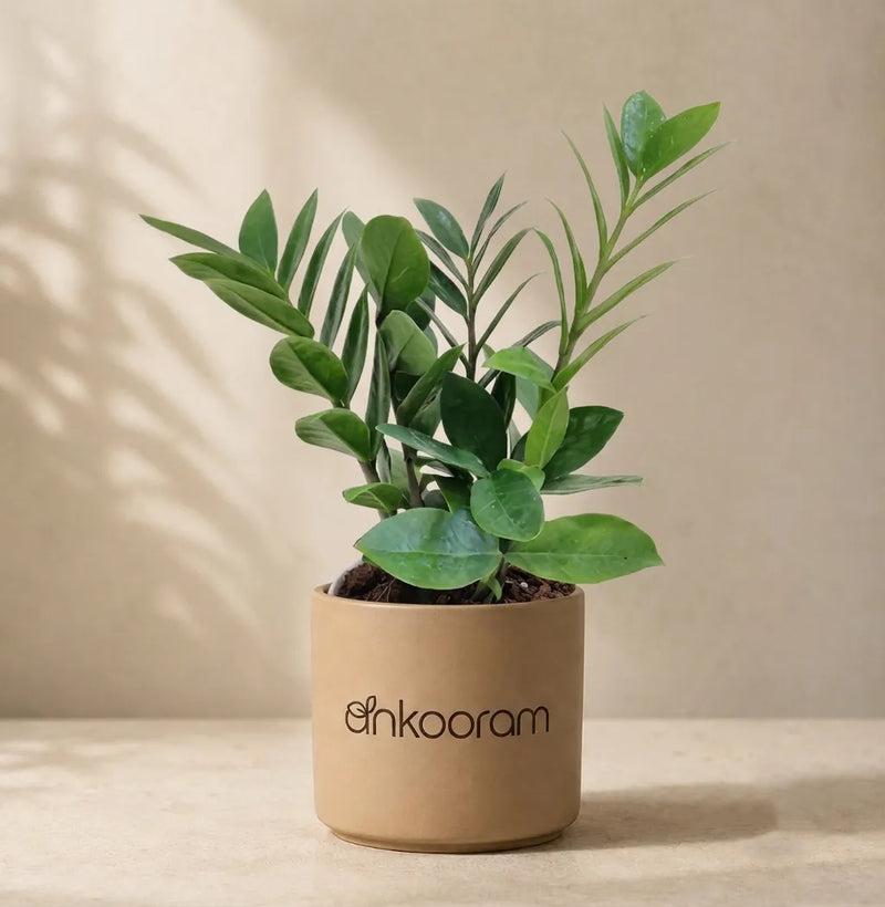 Dwarf ZZ Plant