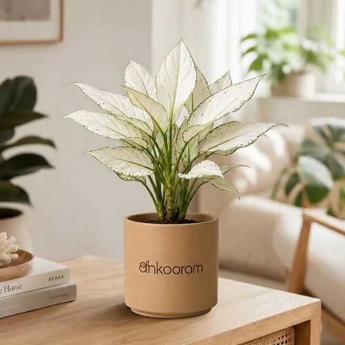 Aglaonema Super White