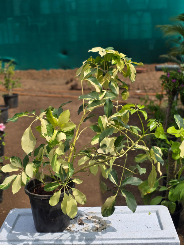 Variegated Schefflera