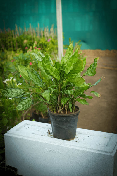 African Mahogany sapling 1
