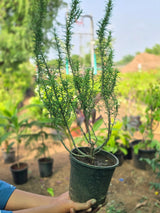 Rosemary