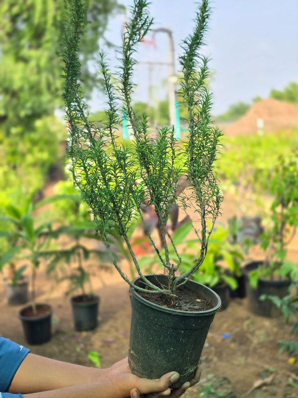 Rosemary