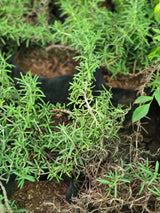 Rosemary