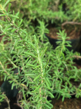 Rosemary