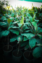 Cordyline fruticosa 12