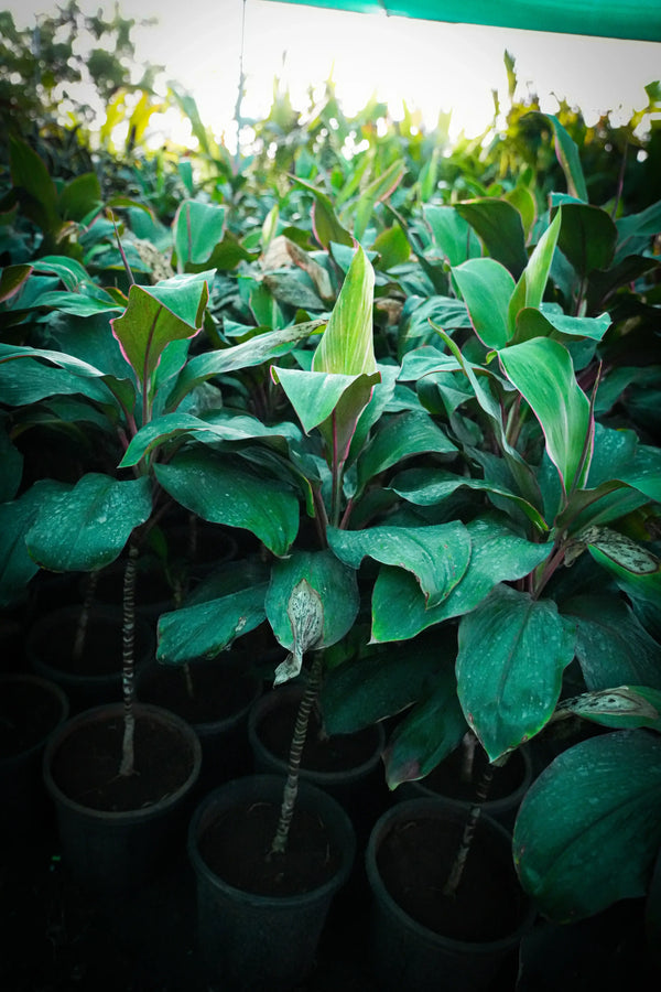 Cordyline fruticosa 12