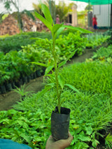Insulin Plant