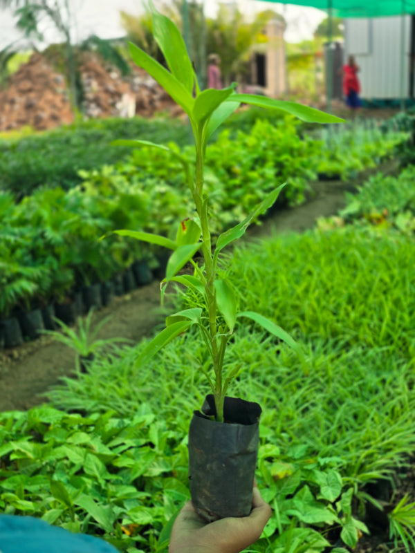 Insulin Plant