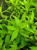 Insulin Plant