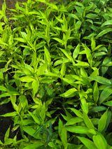 Insulin Plant