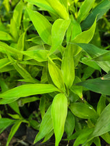 Insulin Plant